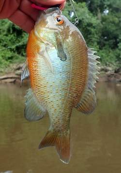 A Nottoway River Pumpkinseed Sunfish