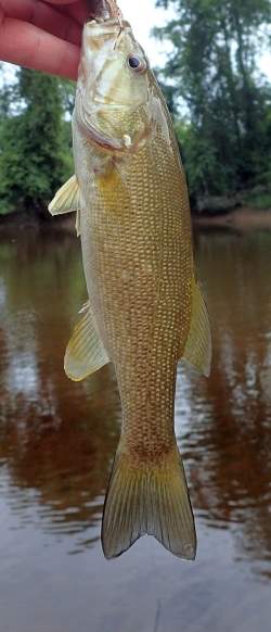 A Nottoway River Smallmouth Bass