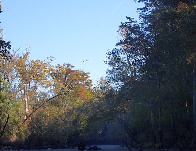 An eagle on the Nottoway River