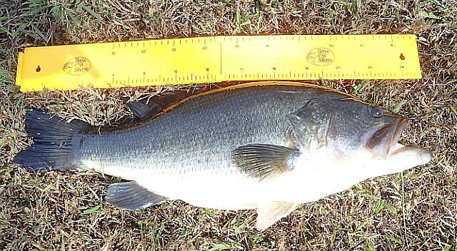 The Queen Hawg, --a 25 inch largemouth bass.